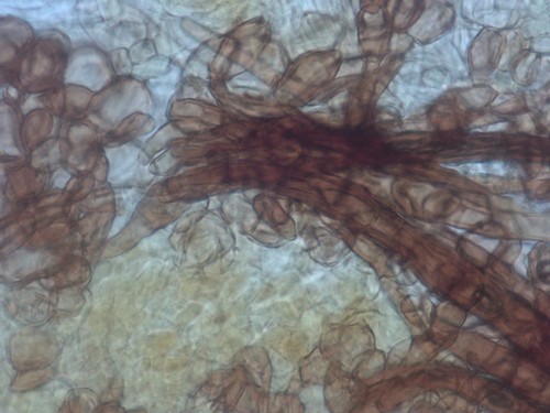 Lasiobelonium lanceolatum - 