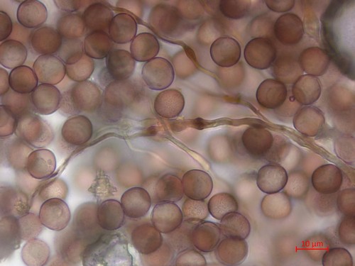 Didymium megalosporum - 