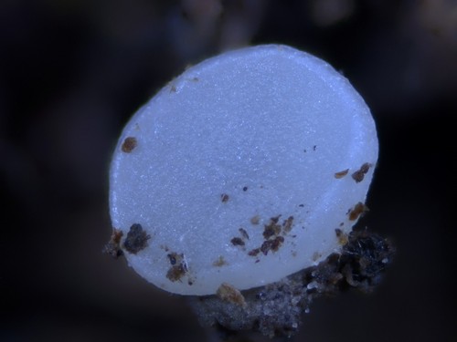 Pulvinula niveoalba - 