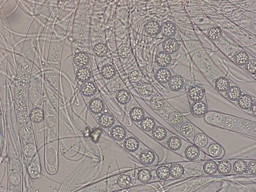 Pulvinula niveoalba - 