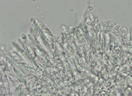 Hamatocanthoscypha conicola - 