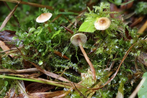 Inocybe petiginosa - Spore/n - Wasser  - 