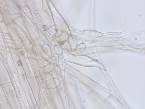 Inocybe petiginosa - Kaulozystiden - Wasser  - 