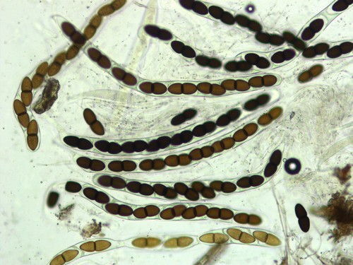 Delitschia patagonica - 