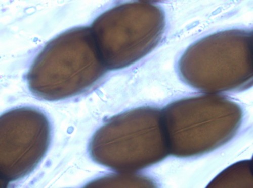 Delitschia patagonica - 