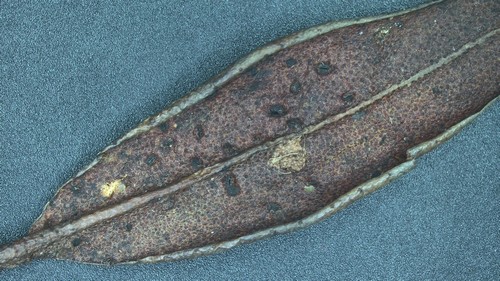 Lophomerum rhododendri - 