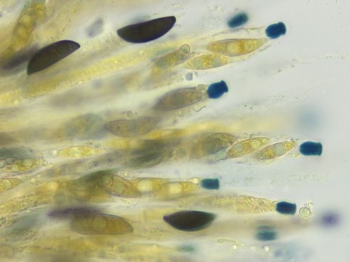 Rosellinia thelena - 