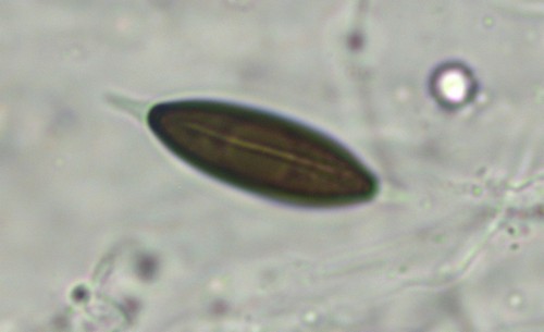 Rosellinia thelena - 