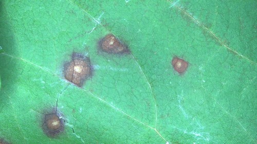 Wilsonomyces carpophilus - 