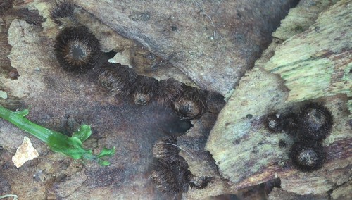 Lasiobelonium lanceolatum - 