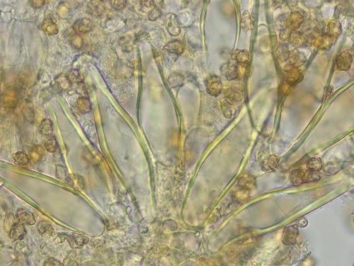 Inocybe petiginosa - Pleurozystiden - 