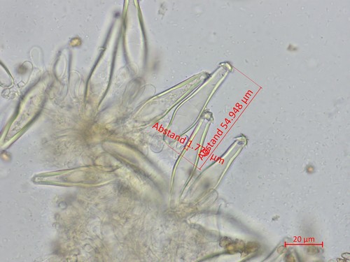 Inocybe petiginosa - Cheilozystiden - Wasser  - 