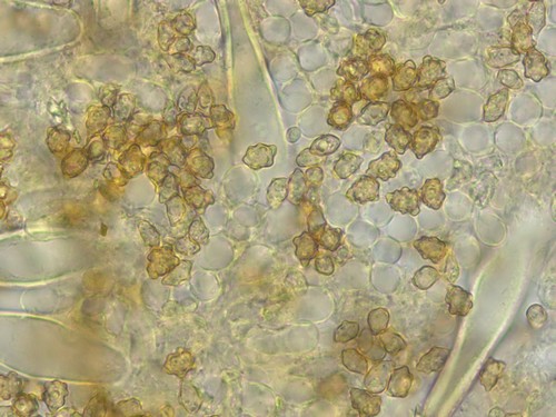 Inocybe petiginosa - 