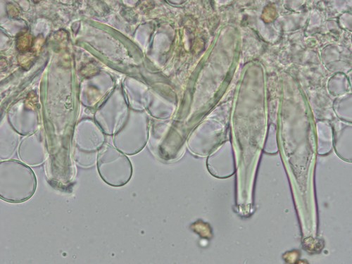 Inocybe petiginosa - Cheilozystiden - 