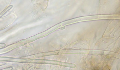 Inocybe petiginosa - HDS - Wasser  - 