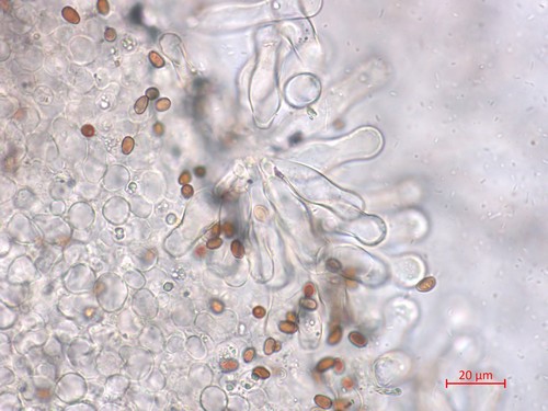 Candolleomyces candolleanus - 
