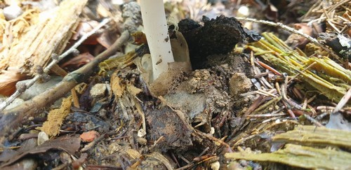 Volvariella murinella - 