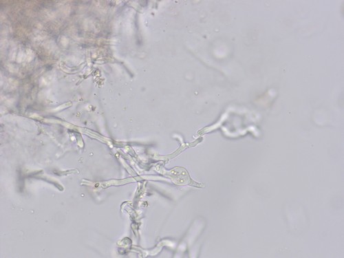 Corticium roseum - 