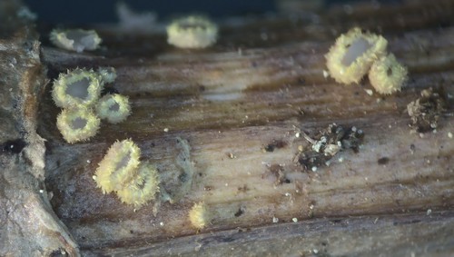 Trichopeziza sulphurea - 