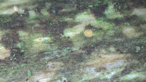 Cryptodiscus muriformis - 