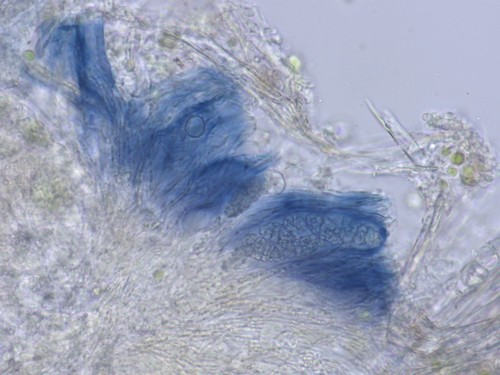Cryptodiscus muriformis - 