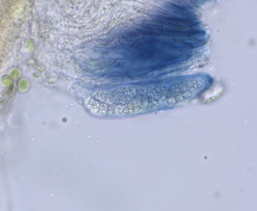 Cryptodiscus muriformis - 