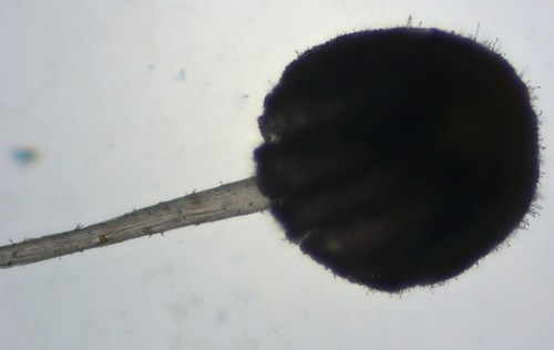 Coprinellus pusillulus - 