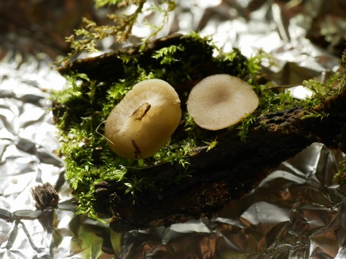 Tatraea dumbirensis - 