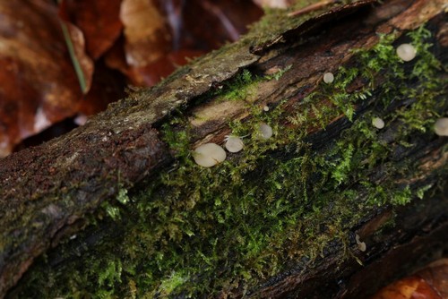 Tatraea dumbirensis - 