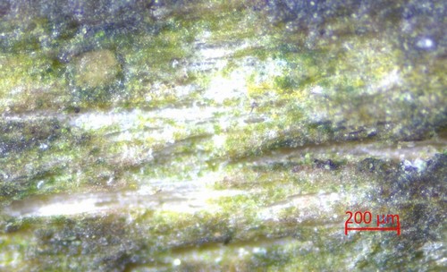 Cryptodiscus muriformis - 