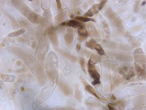 Leccinum schistophilum - 