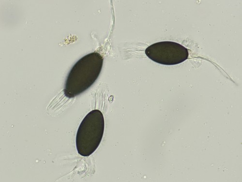 Podospora decipiens - 