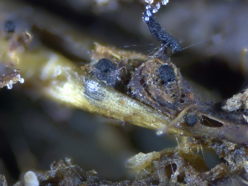 Podospora decipiens - 