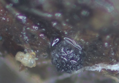 Saccobolus versicolor - 