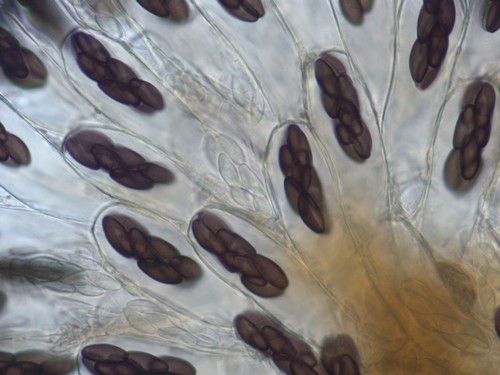 Saccobolus versicolor - 