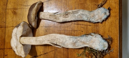 Leccinum schistophilum - 