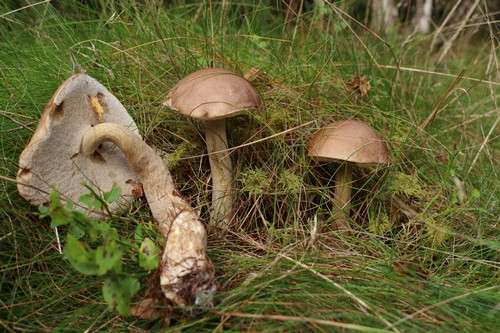 Leccinum schistophilum - 