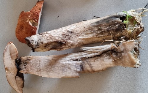 Leccinum populinum - 