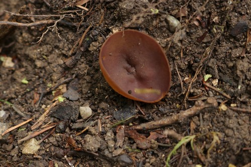 Paragalactinia succosa - 