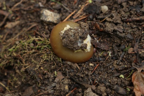 Paragalactinia succosa - 