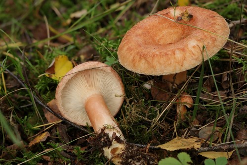Lactarius pubescens - 