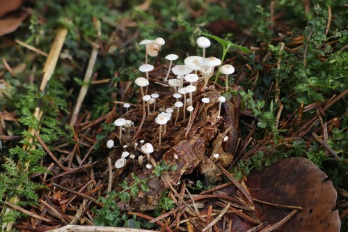 Collybia cirrata - 