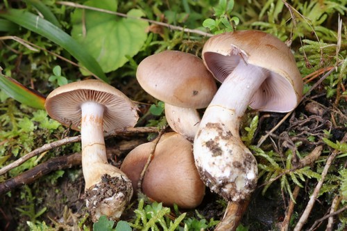 Cortinarius anomalus - 