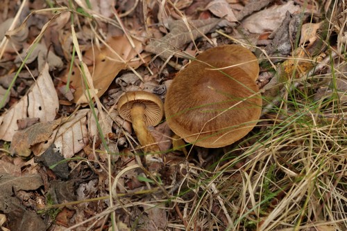 Cortinarius raphanoides - 