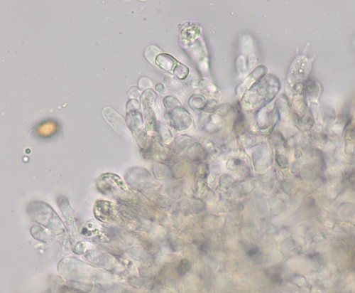 Cortinarius raphanoides - 