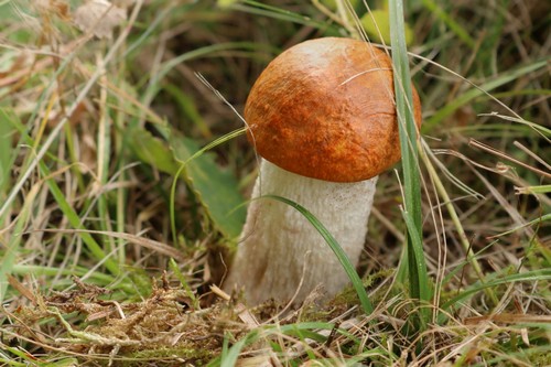 Leccinum leucopodium - 