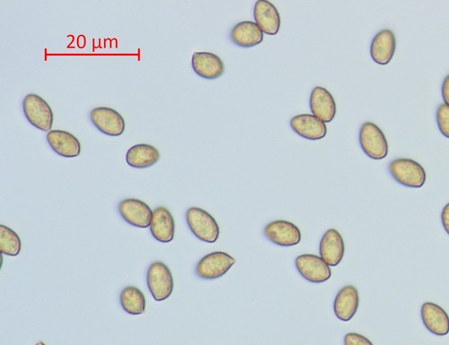 Cortinarius anthracinicolor - 