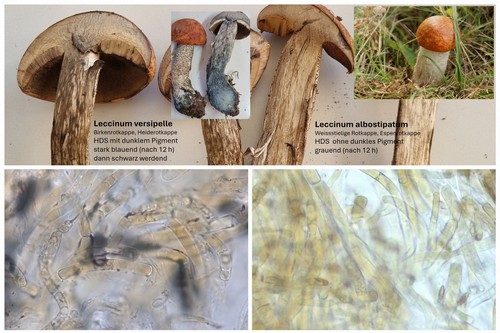 Leccinum leucopodium - 