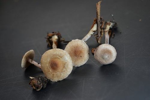 Inocybe squarrosa - 