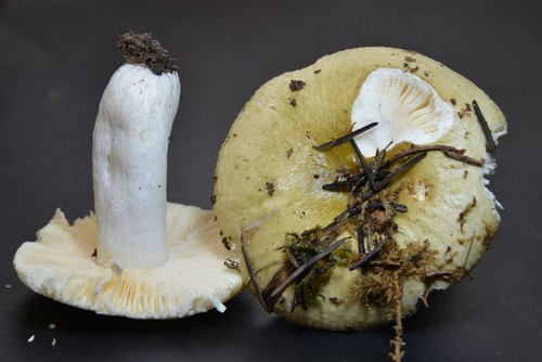 Russula olivascens - 